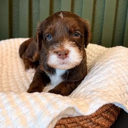 Fennec - Phantom male Goldendoodle puppy in Van Alstyne, Texas from Forest Haven Doodle Co.
