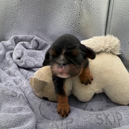 Peter - Black and tan male English Toy Spaniel puppy in Pennsylvania from Enchanting Charlies