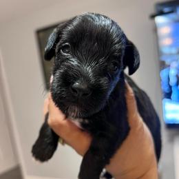Daisy - Black female Miniature Schnauzer puppy in Lehigh Acres, Florida from Regency Schnauzer