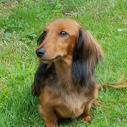 Dachshunds from Burdachs Dachshunds