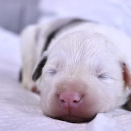 Boy 5 - male Border Collie puppy in Hesperus, Colorado from I&A Border Collies