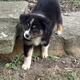 Girl 1 - Black tri-color female Australian Shepherd puppy in Lowell, Indiana from Bearfoot Aussies and Tollers