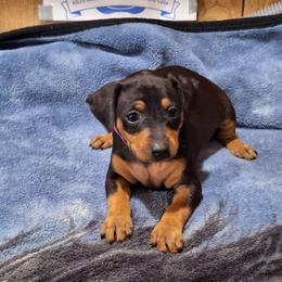 Amaya - Black and rust female Miniature Pinscher puppy in Grove, Oklahoma from K&J's Min Pins Of Grand Lake