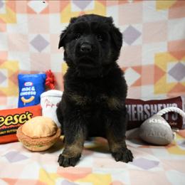 Purple collar - Black and tan female German Shepherd puppy in Ramsey, Illinois from Haus-Farr German Shepherds