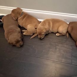 Labrador Retriever Puppies from Fia Red Retrievers