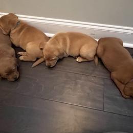 Labrador Retriever Puppies from Fia Red Retrievers
