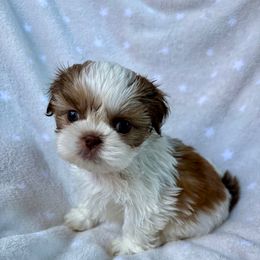 AKC   Flynn - Red and white male Shih Tzu puppy in Las Vegas, Nevada from Vegas Shih Tzus