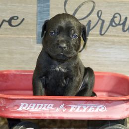 Girl 4 - Cane Corso puppy in Lakewood, Colorado from Rosso Räk Kennels