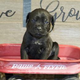 Girl 4 - Cane Corso puppy in Lakewood, Colorado from Rosso Räk Kennels