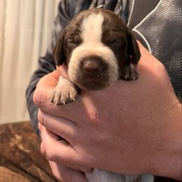 Light Pink - Liver and white female German Shorthaired Pointer puppy in Ash Flat, Arkansas from SmokePoint GSPs