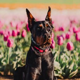 Doberman Pinschers from Blacklist Dobermans
