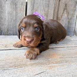 Chocolate and tan female - Chocolate and tan female Dachshund puppy in South Willard, Utah from Doxies in the Sun