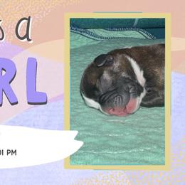 Darla - Black and white female Boston Terrier puppy in Jupiter, Florida from CJM Boston and Boxer Puppies