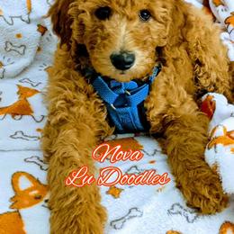 Goldendoodle Puppies from Lu Doodles