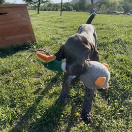 Goldendoodle Puppies from Tri-Star Pointers