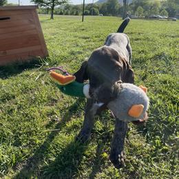 Goldendoodle Puppies from Tri-Star Pointers