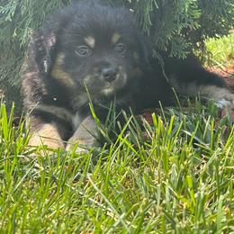 Syd - Black tri female Miniature Australian Shepherd puppy in Vincennes, Indiana from Whispering Miniature Aussies