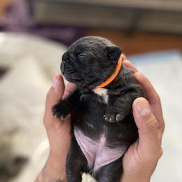 French Bulldog Puppies from Bully Mates