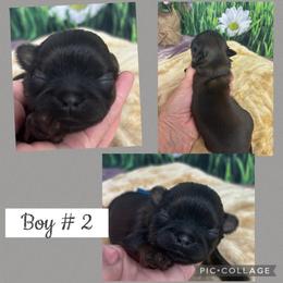 Winston - Black and tan male Shih Tzu puppy in Claremont, California from Lovable Shih Tzus