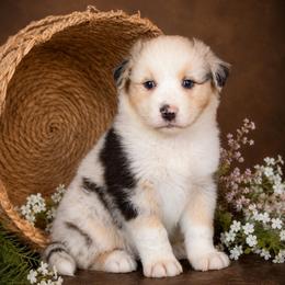 Bennett- Has Tail and Videos- NOSE WILL FILL IN - Blue merle male Australian Shepherd puppy in Troy, South Carolina from Lana Corley- Australian Shepherds of 3/W Farms