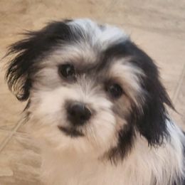 Mal-Shi, Maltese, and Shih Tzu Puppies from Natalie's Happy Fur Paw Shih-Tzues and More