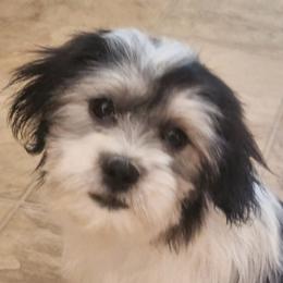 Mal-Shi, Maltese, and Shih Tzu Puppies from Natalie's Happy Fur Paw Shih-Tzues and More