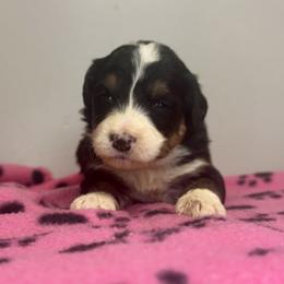 Sophie Girl 3 - Tri-color female Bernedoodle puppy in Russiaville, Indiana from Pleasant Creek Minibernedoodles