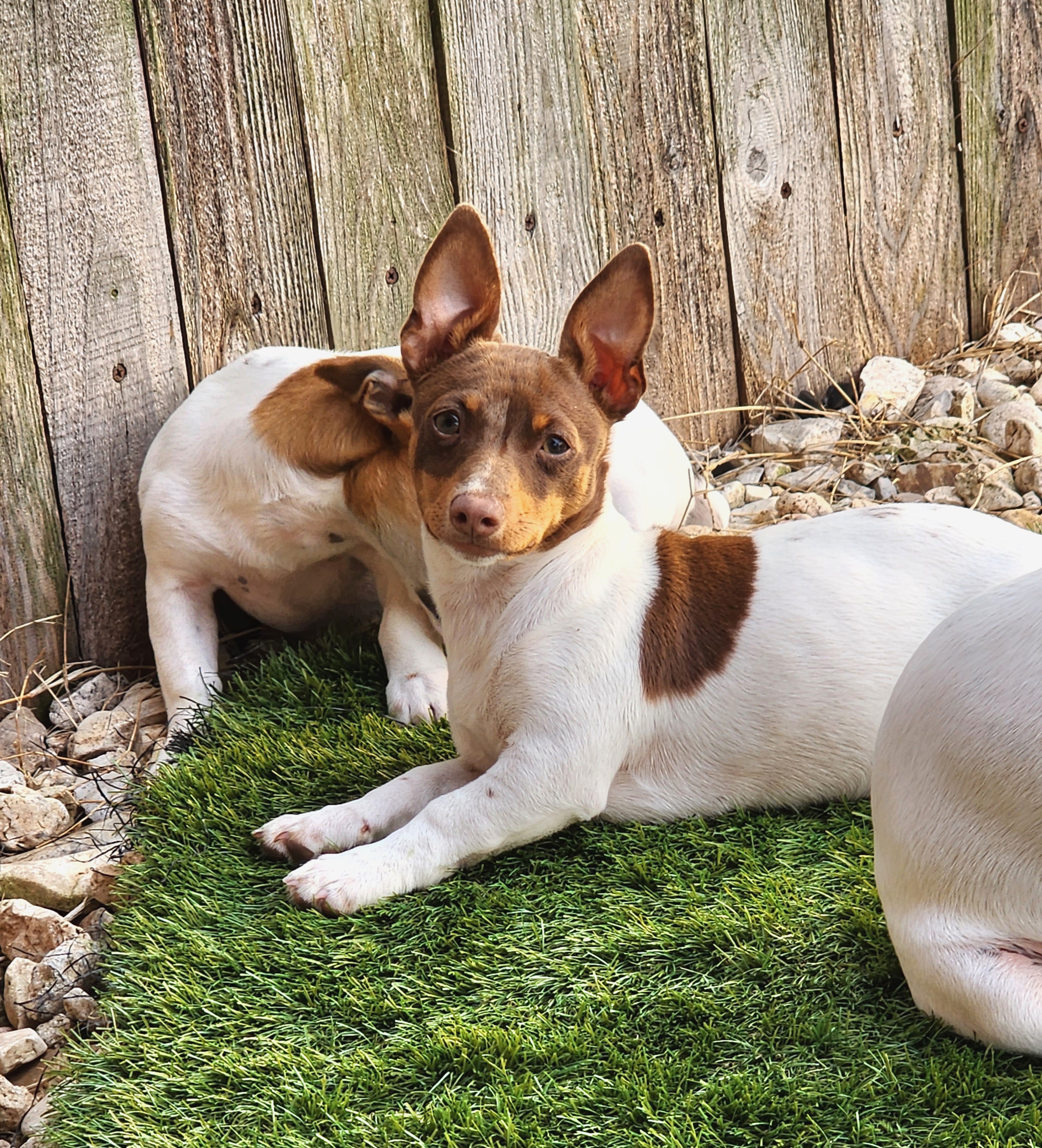 Teddy Roosevelt Terrier Puppies from Travelin' Man Terriers
