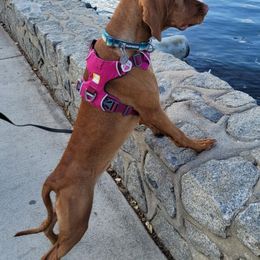 Vizslas from Dollys Rust Red Vizslas