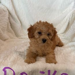 Paprika - Apricot female Cavapoo puppy in Sherwood, Michigan from Patrick's Puppies