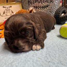 Boy 2 - Brown and white male Cocker Spaniel puppy in Phil Campbell, Alabama from Sandra Clark's Cocker Spaniels