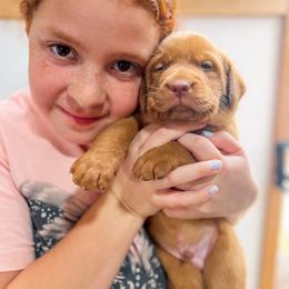 Labrador Retriever Puppies from Mid-Columbia Labradors