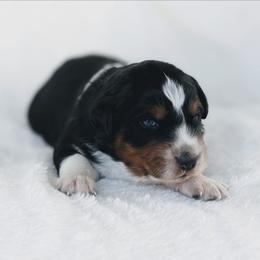 Red - Black tri-color male Australian Shepherd puppy in Yakima, Washington from Naches Heights Ranch