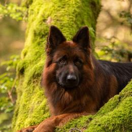 Odin - German Shepherd