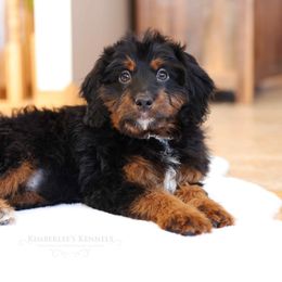 Bernedoodle and Goldendoodle Puppies from Kimberlee’s Kennels