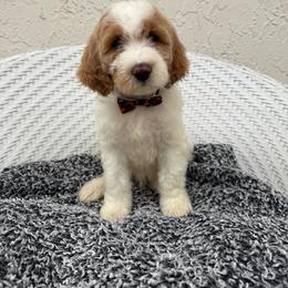 Seka - Phantom male Goldendoodle puppy in Davie, Florida from Daviegoldendoodles