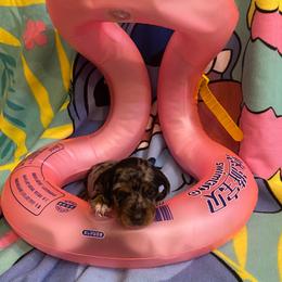 FRECKLES - Dapple female Dachshund puppy in Elizabethtown, Kentucky from Teeny Tiny Puppy Tails
