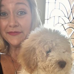 Lagotto Romagnolo Puppies from Anna’s Lagottos