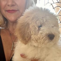 Lagotto Romagnolo Puppies from Anna’s Lagottos