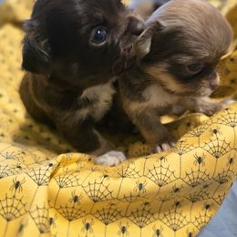 Chihuahua Puppies from The Joyful World of Chihuahuas