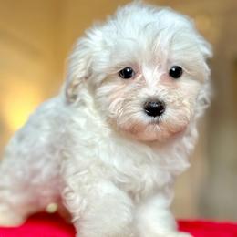 Teddy - White male Maltipoo puppy in Wendell, North Carolina from Teddys Teddy Bears