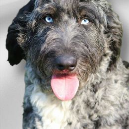 Willow - Aussiedoodle