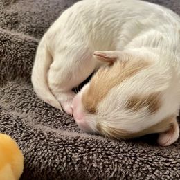 Maltipoo and Yorkshire Terrier Puppies from Puppy Love Palace at HB Farm