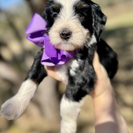 Bernedoodle Puppies from Sweet Pea Bernedoodles