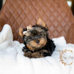 Rain - Blue and gold female Yorkshire Terrier puppy in Marmaduke, Arkansas from Copper Ridge Yorkies