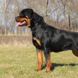Story - Rottweiler