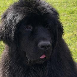 Betty - Black female Newfoundland puppy in Nevis, Minnesota from Faithful Acres Newfs