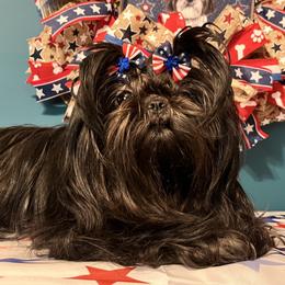 Adeline - Shih Tzu