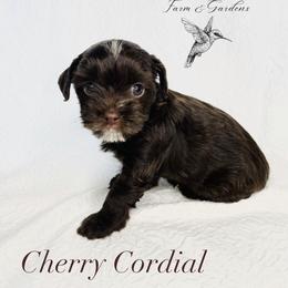 Yorkshire Terrier Puppies from Hummingbird Farm & Gardens