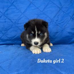 Dakota girl 2 - Black and white female Siberian Husky puppy in Ocala, Florida from Florida Husky Puppies